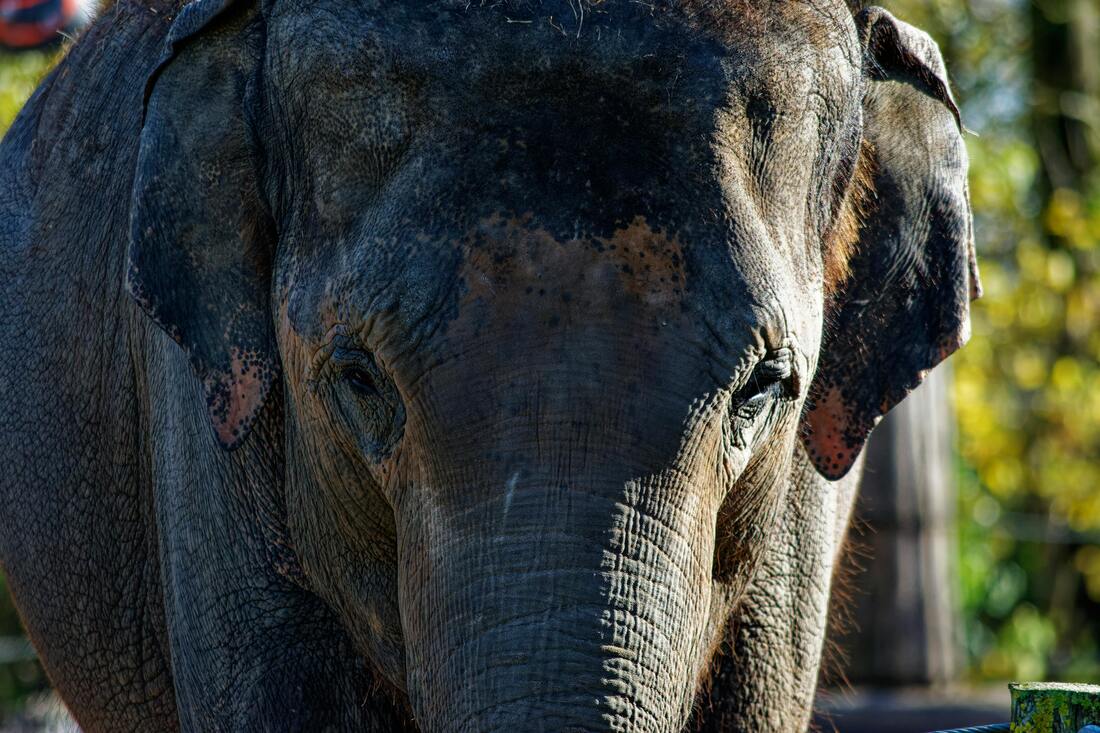 Is an elephant [in the room] obscuring our view?